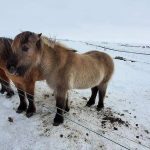 Icelandic Horses on Golden Circle Tour