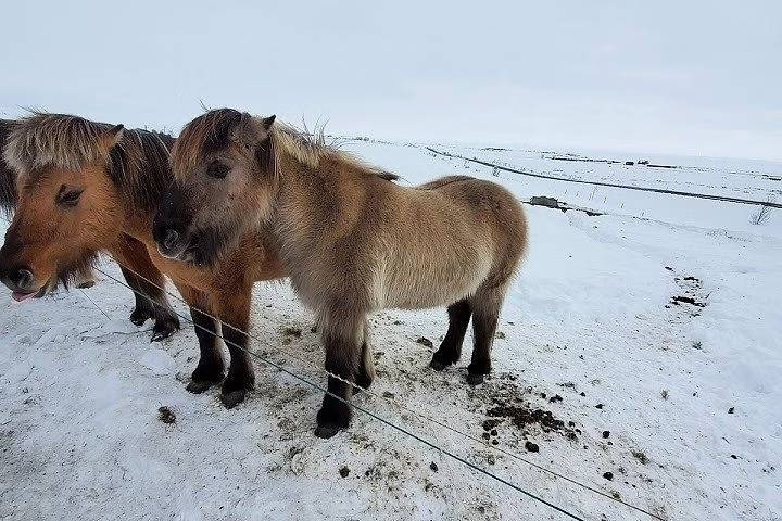 Icelandic Horses on Golden Circle Tour