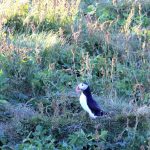 Puffin Watching in South Coast
