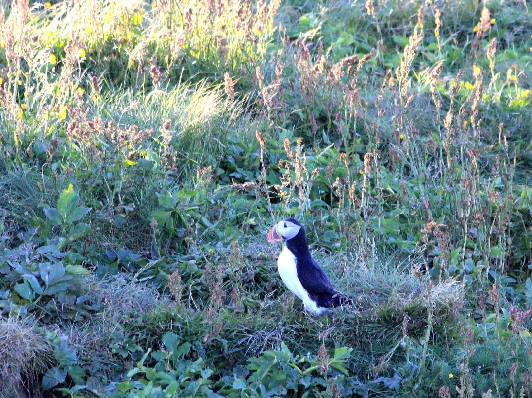 Puffin Watching in South Coast