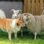 Icelandic Sheep Dog with Lambs