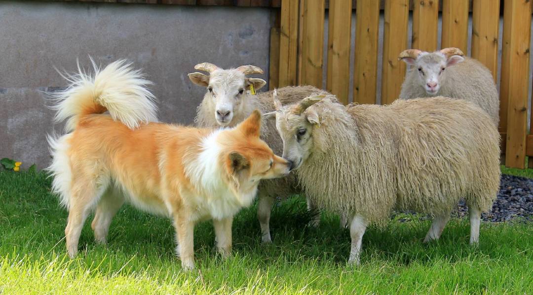 Icelandic Sheep Dog with Lambs