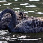 Black Swans in Reykjavik Pond