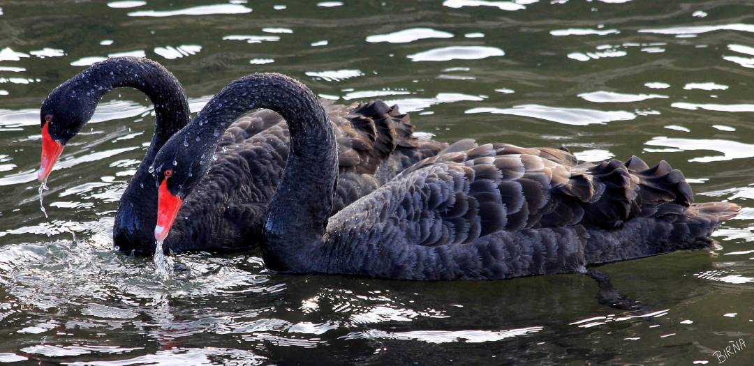 Black Swans in Reykjavik Pond