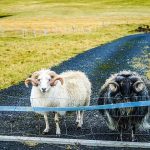 Icelandic Sheep behind a Gate