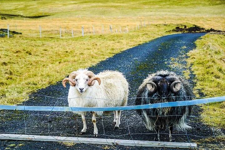 Icelandic Sheep behind a Gate